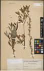 Foto von Salix purpurea L.